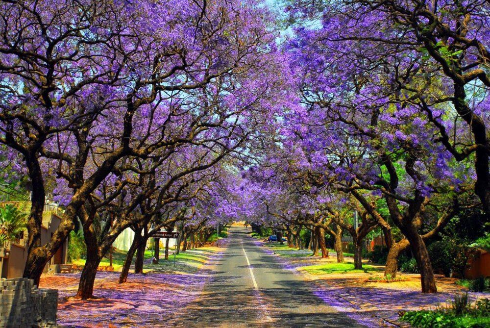 Hình ảnh hoa phượng tím Nam Phi với con đường trải hoa tím