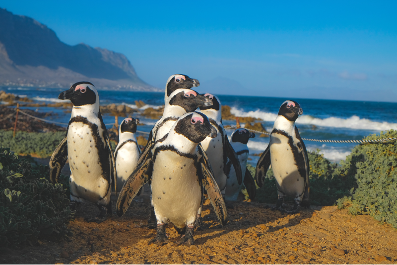 Hình ảnh đáng yêu của những chú chim cánh cụt Nam Phi