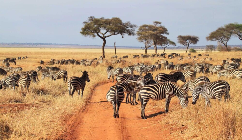 Thời tiết lý tưởng nhất cho các chuyển Safari ở đồng cỏ là vào mùa đông, trời khô hanh, ít mua. Các loài động vật phải tìm đến các hồ nước để lấy nước uống.