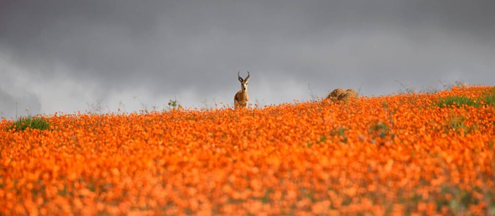 Thảm hoa mùa xuân ở Namaqualand