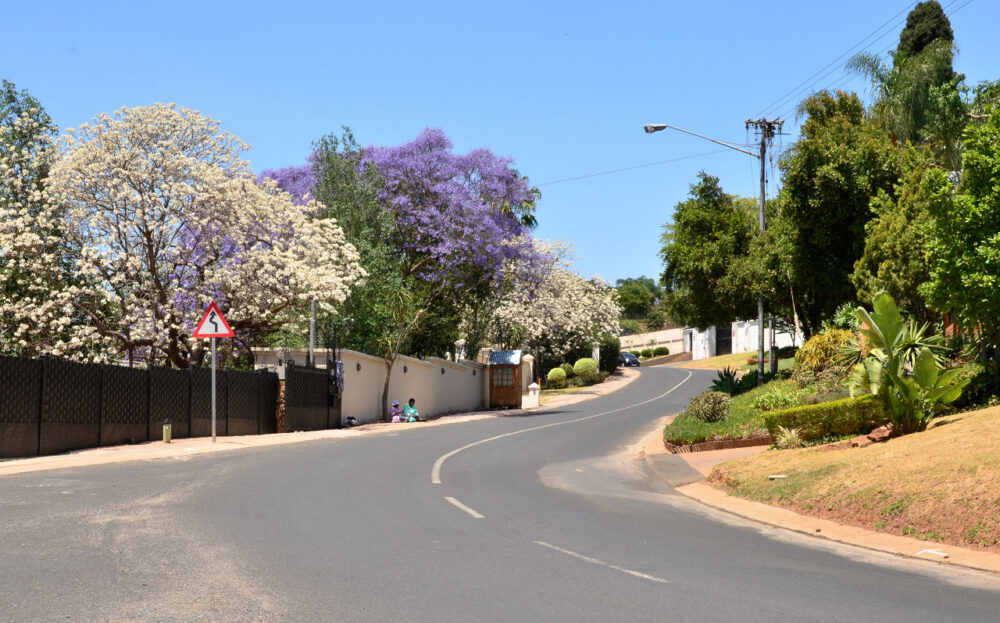 Sắc trắng tinh khôi của loài hoa Jacaranda của Nam Phi