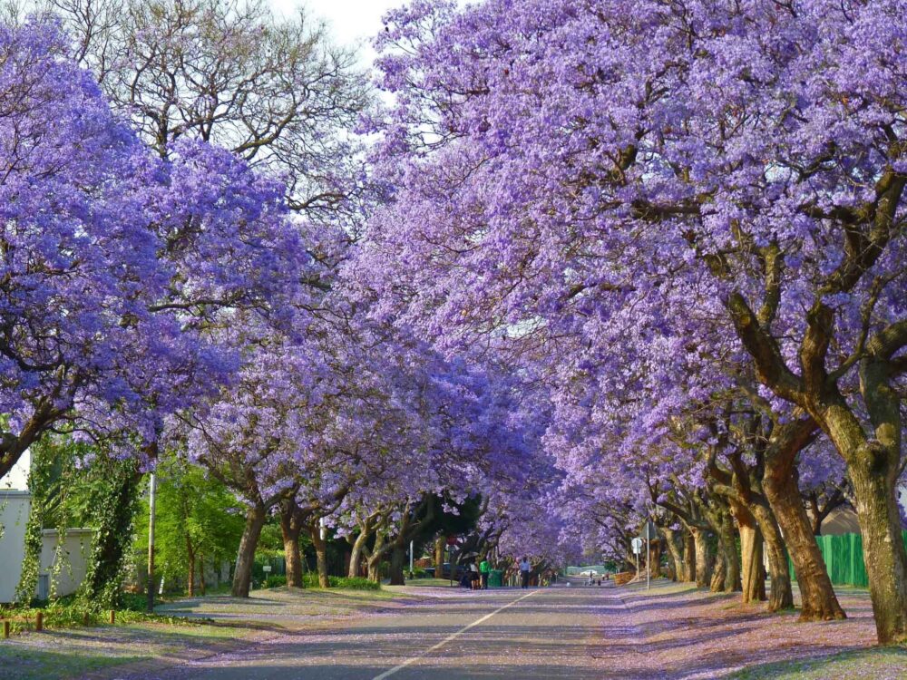 Hình ảnh đường phố Pretoria tràn ngập sắc tím của hoa Phượng tím