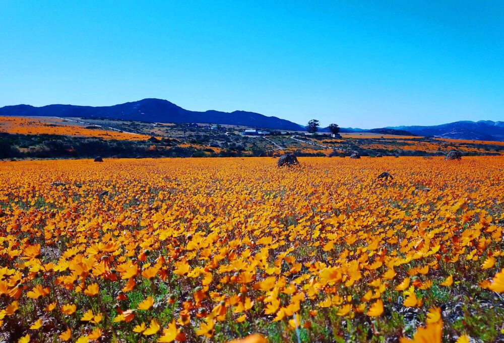 Hình ảnh thảm hoa mùa xuân ở Nam Phi khoe sắc cam rực rỡ
