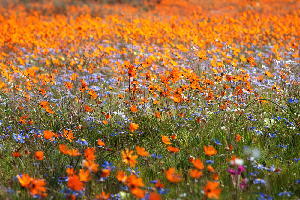 Thảm thực vật nở hoa của vùng đất bán sa mạc Namaqualand